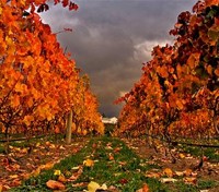 Vineyards